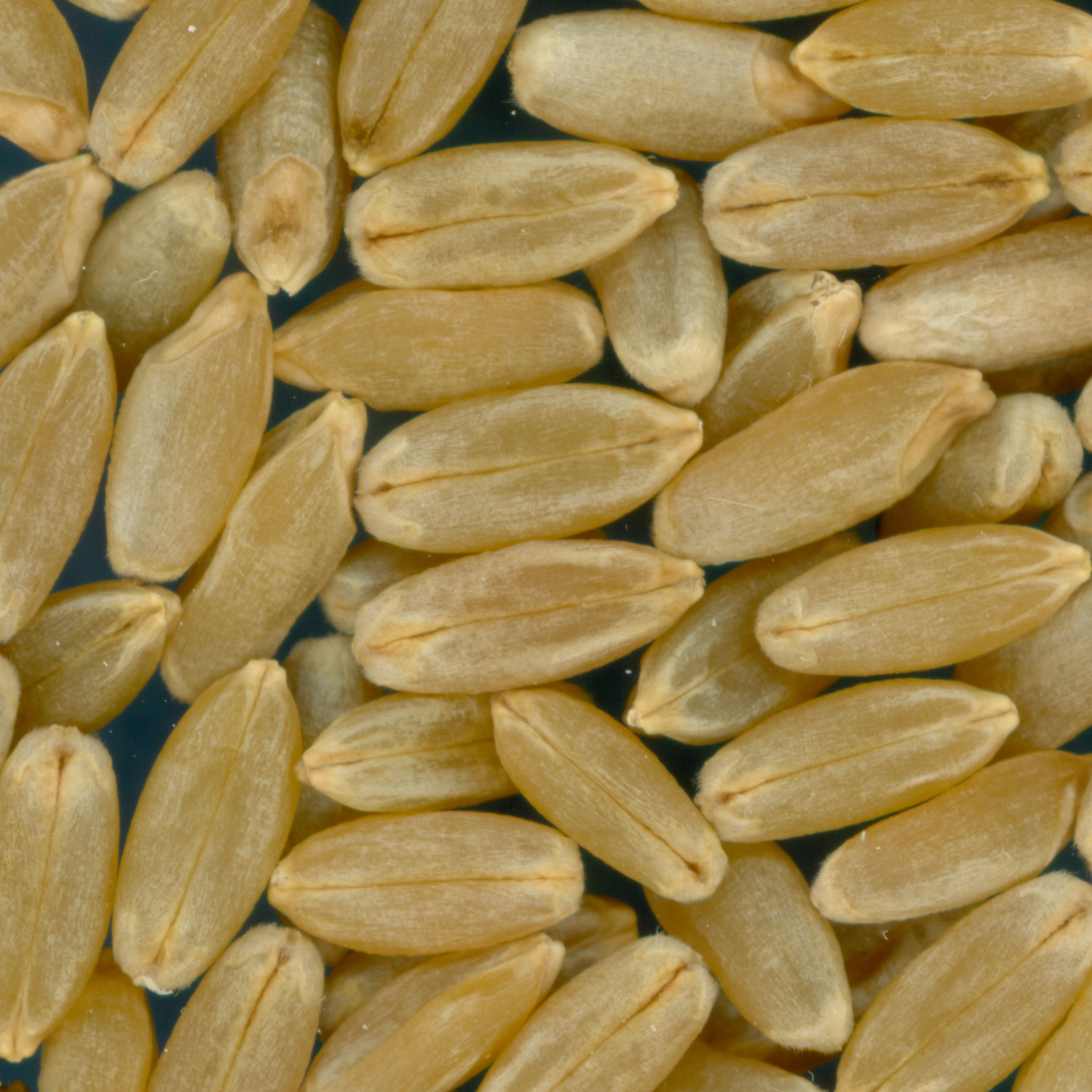 Click for 2 image(s) for this accession. KERNELS